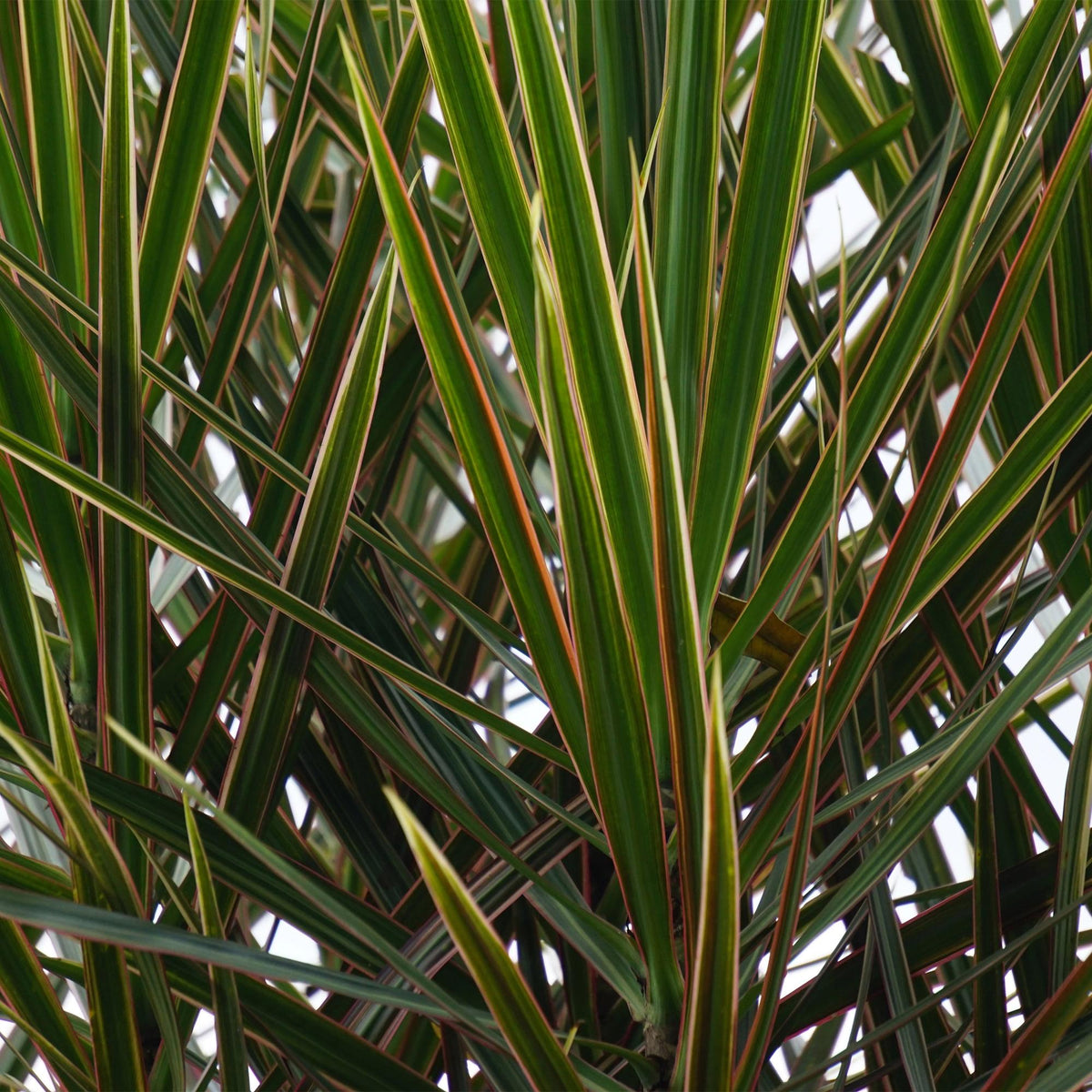 Green boutiQ - Zimmerpflanzen - Dracaena Marginata - Drachenblutbaum - Geringer Pflegeaufwand - mit Korb - Grün - 1 Pflanze - Topf 21cm - Höhe 90-100cm 