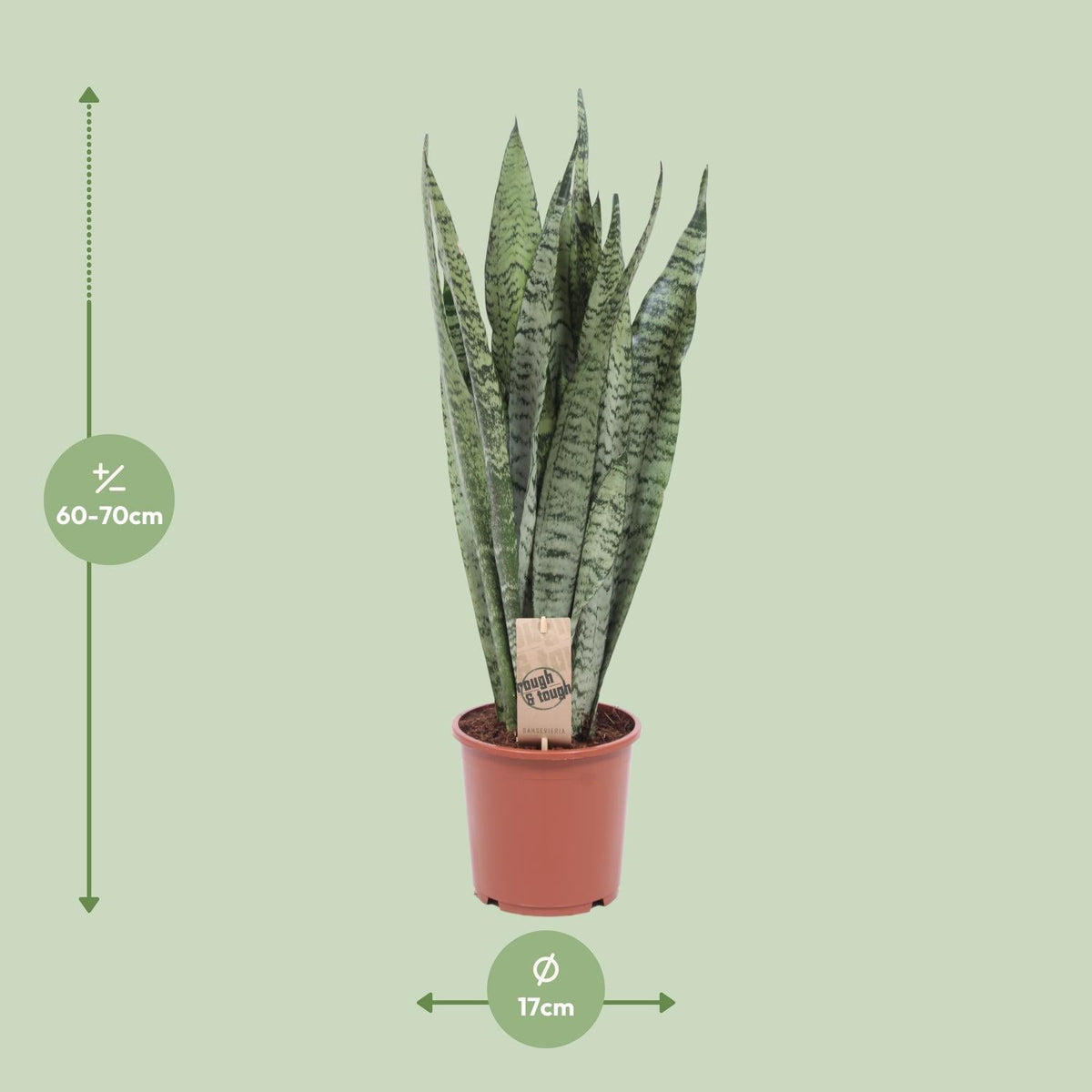 Sansevieria Zeylanica - Ø17cm - ↕70cm 
