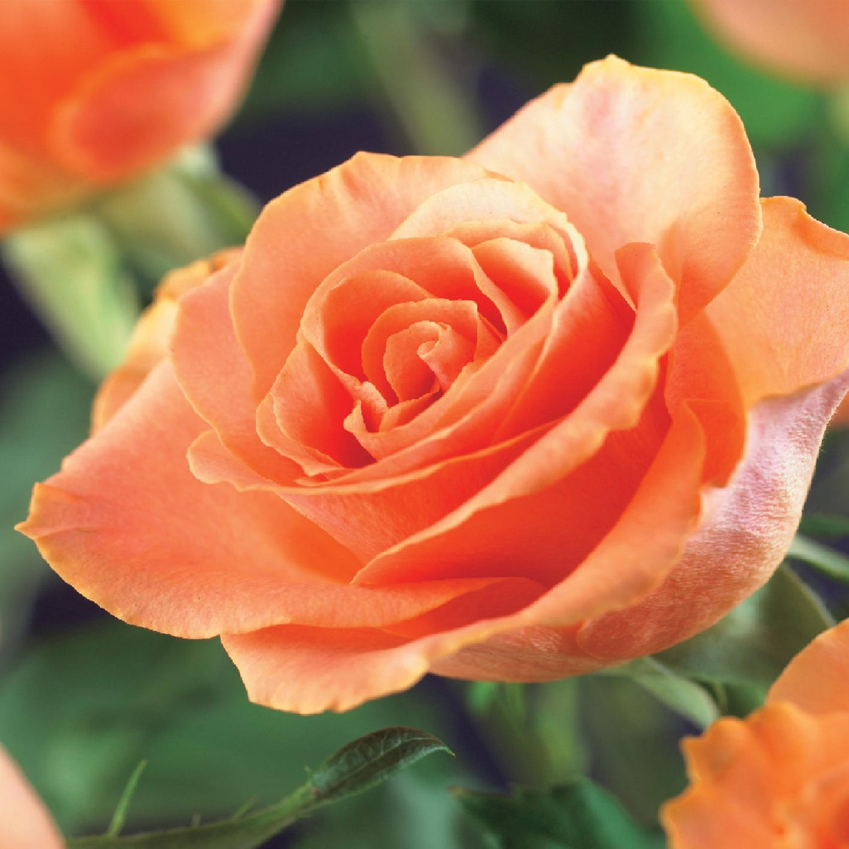 Kletterrose – Rosa Orange Climber – Orange Blüten – 2 Pflanzen – 11cm – Höhe 40cm – Wenig Pflege – Blüte im Sommer 