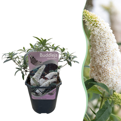 Schmetterlingsstrauch Buddleja davidii White Profusion – Weiße Blüten – Bienfreundlich & Schmetterlingsanziehend – Laubabwerfend – Höhe 17–25cm 