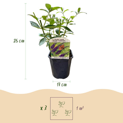 Schmetterlingsstrauch Buddleja davidii Empire Blue – Blau blühender, laubabwerfender Gartenstrauch – Schmetterlings- & bienenfreundlich – Pflegeleicht – 17 cm, Höhe 25 cm 
