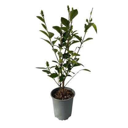 Ovalblättriger Liguster Ligustrum ovalifolium – Immergrüne Heckenpflanzen – 8 Pflanzen – 1 m – 9 cm Höhe 35–40 cm – Grün – Pflegeleicht 