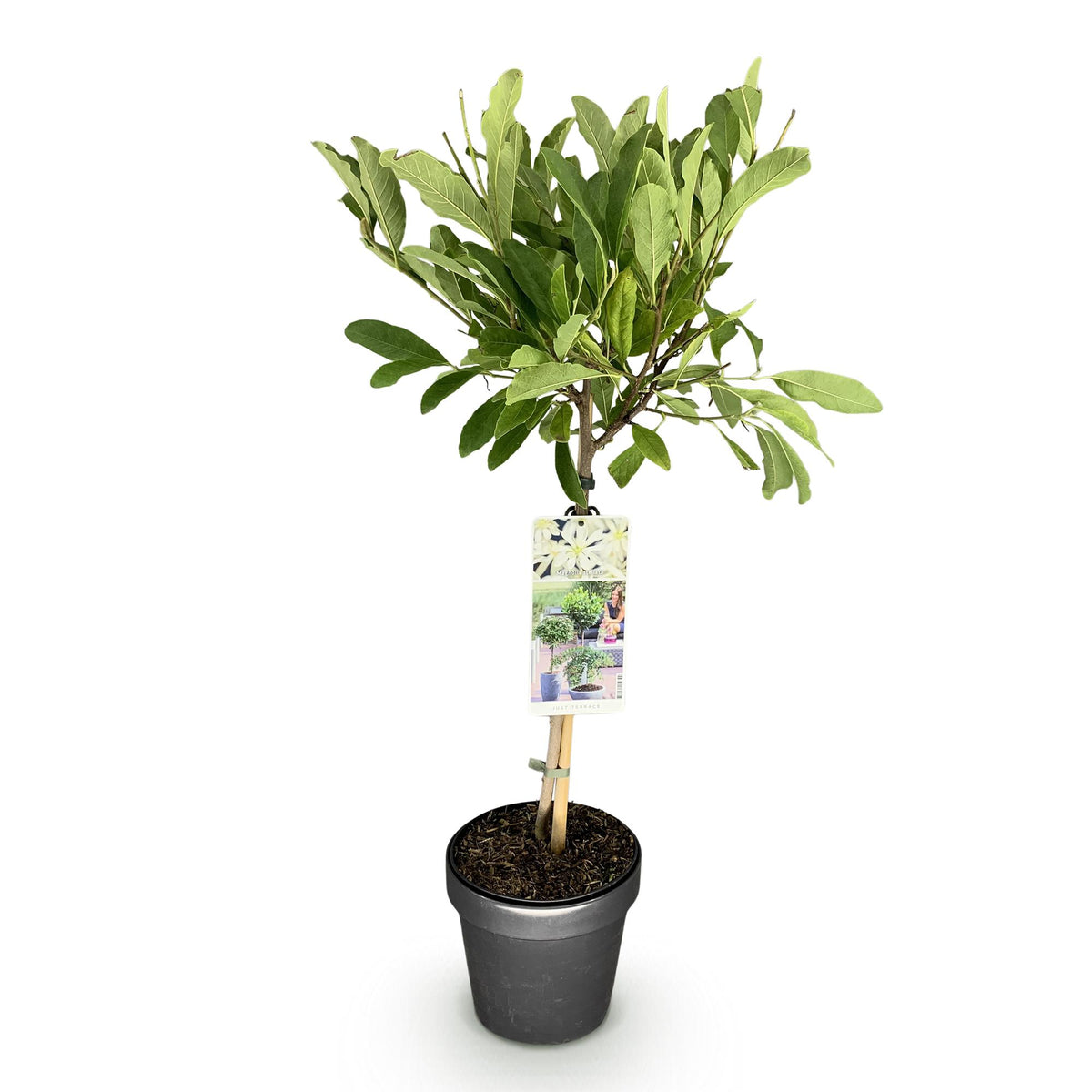GreenboutiQ - Stamm Pflanze - Magnolia stellata - Terrassenpflanze - Laubabwerfend - Winterhart - Weiße Blüte - Topf 19cm Höhe 90cm 