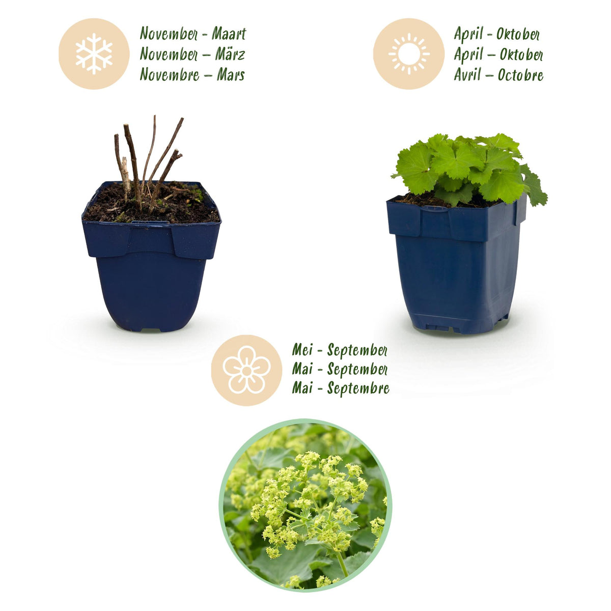 Frauenmantel – Alchemilla mollis – 6 Pflanzen – Topf Ø11cm – Bienenfreundliche Staude für Garten & Balkon – Ansicht 4