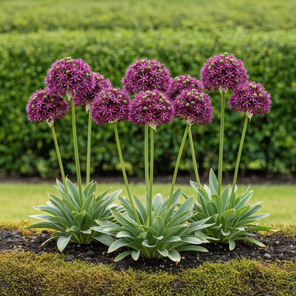 GreenboutiQ - Blumenzwiebeln - Allium Miami - Farbe Lila - 15 Stück - Zwiebelgröße 10/11 - XXL Pack 