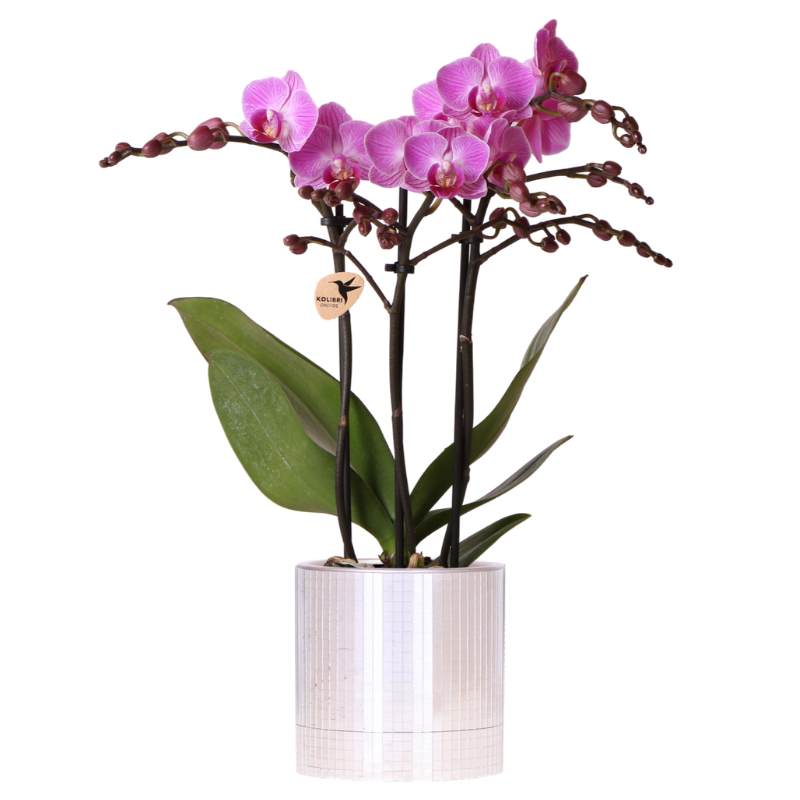Kolibri Orchids | Violette Vienna Orchidee + Disco Übertopf – Topfgröße Ø9cm | blühende Zimmerpflanze – frisch vom Züchter 