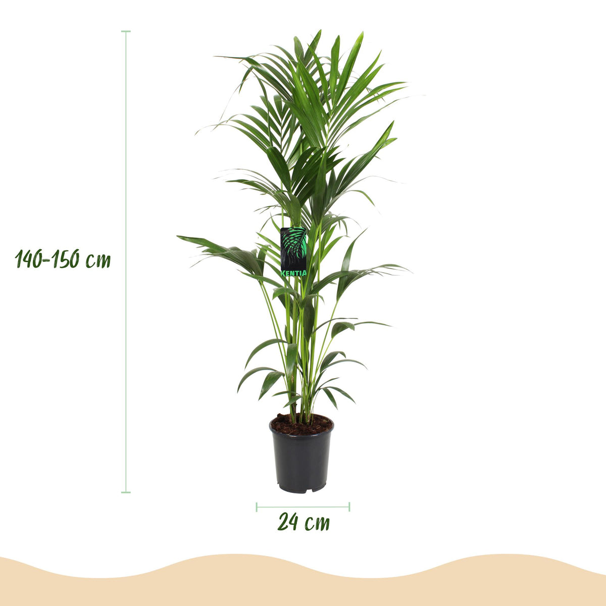 Howea Forsteriana – Kentia-Palme – 140–150cm – ø24cm – Pflegeleichte Zimmerpalme mit gefiederten Blättern – Tropische Grünpflanze für Innenräume – Robuste, luftreinigende Palmenart 