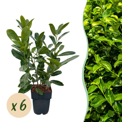 Kirschlorbeer Prunus laurocerasus Rotundifolia – Immergrün – Heckenpflanze – Blatt grün – 6 Pflanzen – 1  laufender Meter – 17 cm Höhe 50 cm 