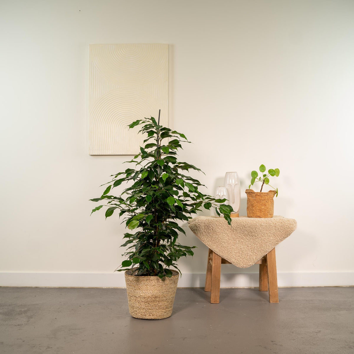Ficus benjamina Danielle - Ø21cm - ↕95cm + Korb Selin 