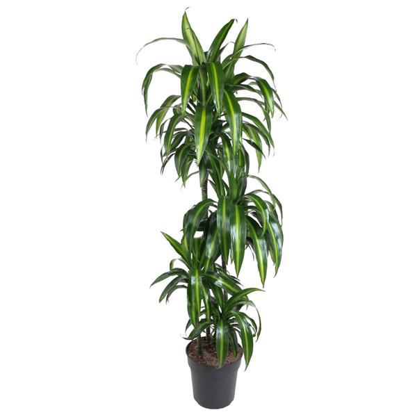 Dracaena Hawaiian Sunshine - 150cm 