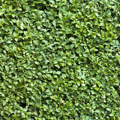Gewöhnlicher Buchsbaum - Buxus sempervirens - Blatt grün - 6 Pflanzen - Heckenpflanze - 1 laufender Meter - immergrün - Topf 17cm Höhe 45cm 