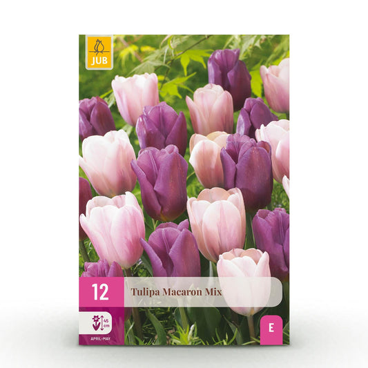 GreenboutiQ - Blumenzwiebeln - Tulp Macron mix - Verschiedene Farben - 12 Stück - Zwiebelgröße 11/12 - XXL Pack 