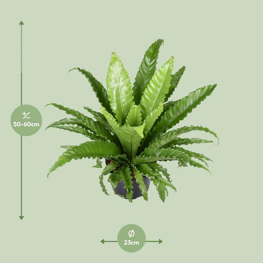 Nestfarn – Asplenium Antiquum Osaka – Zimmerpflanze – Ø23 cm – ↕60 cm – Üppige grüne Wedel – Pflegeleicht