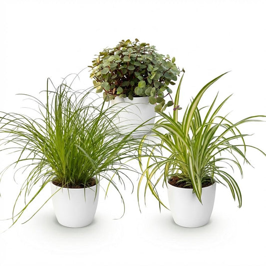 Green boutiQ - Zimmerpflanze - Cyperus - Calissia - Chlorophytum - Mix aus 3 - Haustierfreundliche Pflanzen - Grün - 3 Pflanzen - mit Potter Weiß - Topf 12cm - Höhe 20cm 
