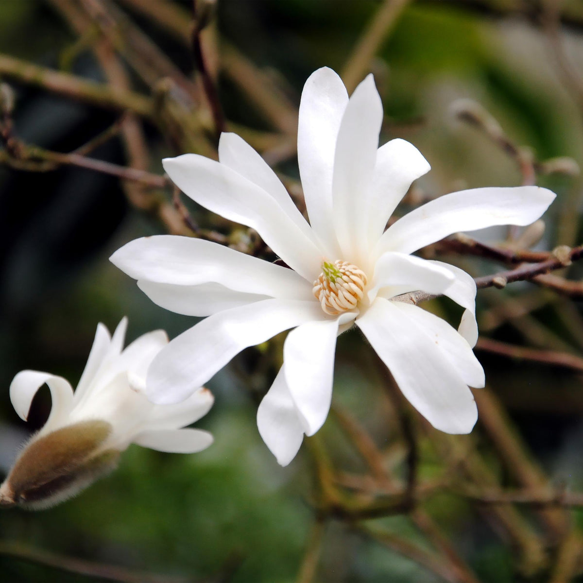 GreenboutiQ - Gartenpflanze - Magnolia stellata - Blüte Weiß - 1 Pflanze - Laubabwerfend - Pflegeleicht - Topf 12cm Höhe 30cm 
