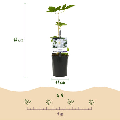 Kletterpflanze Clematis Madame Le Coultre – Cremig weiße Blüten – Wenig Pflege – 2 Pflanzen – 11 cm Höhe 40 cm – Für Garten, Terrasse & Pergolen 
