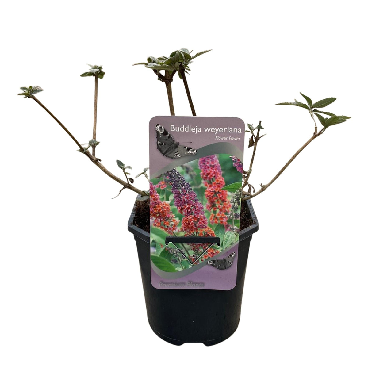 Schmetterlingsbusch Buddleja davidii Flower Power – Orange-Lila Blüten – 3 Pflanzen – 1 m² – Schmetterlingsfreundlich – 17 cm Höhe 30 cm 