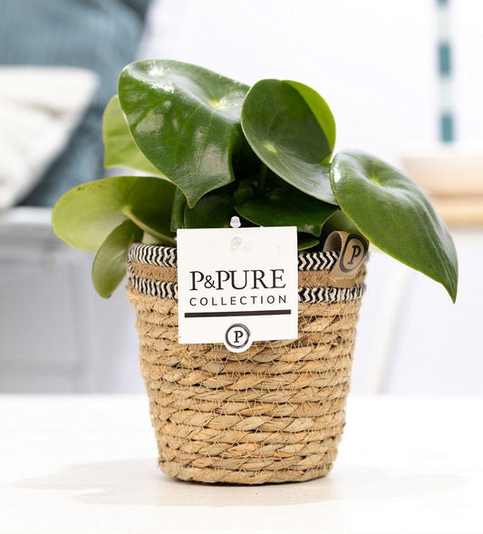 Peperomia Raindrop In P&PURE Basket - Ø12cm - ↕25cm 