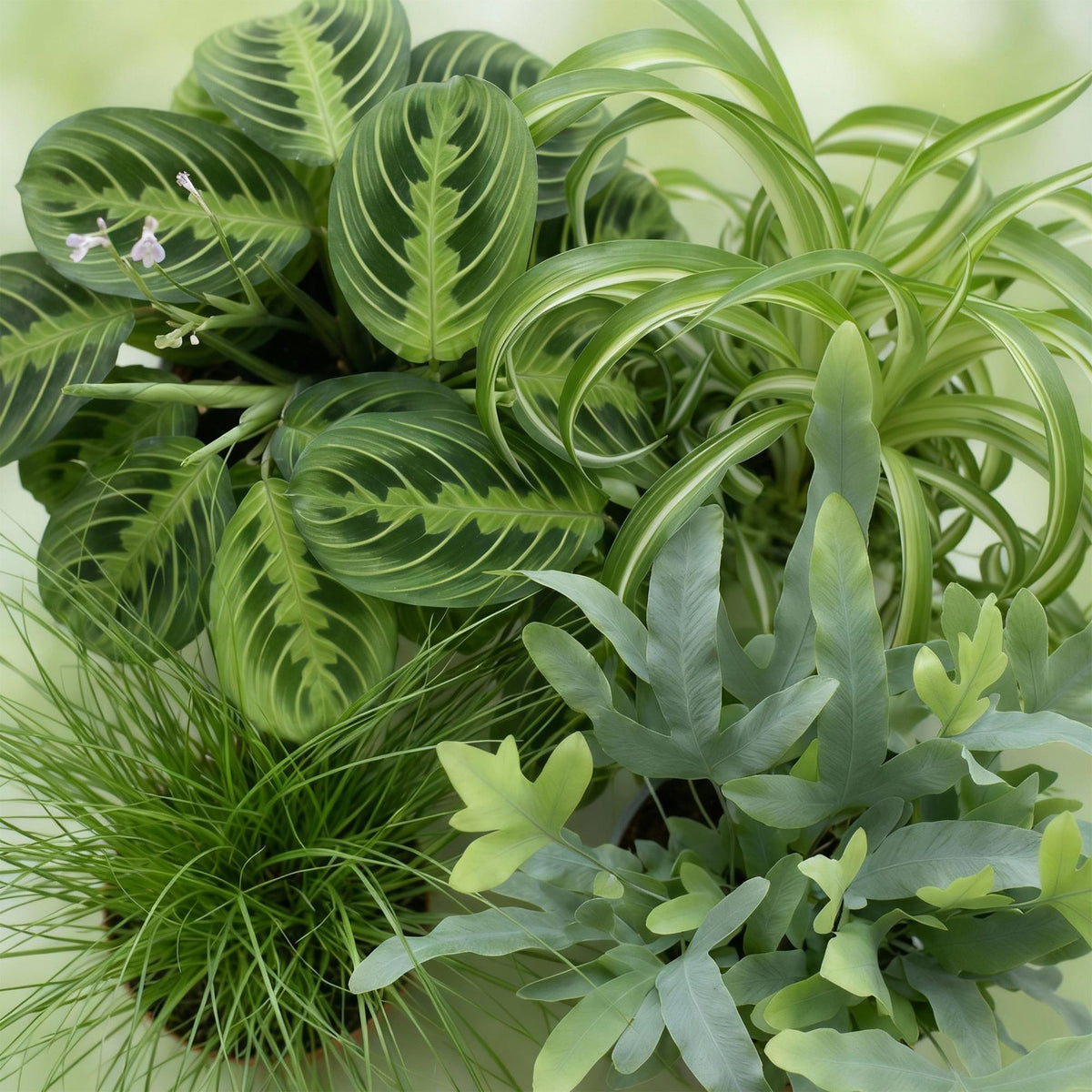Green boutiQ - Zimmerpflanze - Chlorophytum - Cyperus - Phlebodium - Marantha - Mix aus 4 - Haustierfreundliche Pflanzen - Grün - 4 Pflanzen - mit Potter Grau - Topf 12cm - Höhe 25cm 