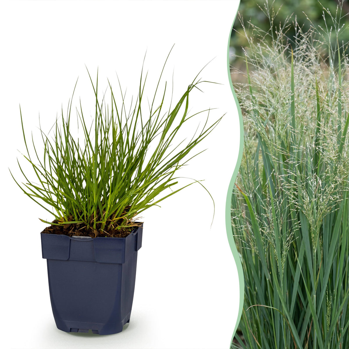 Rutenhirse 'Northwind' – Panicum virgatum 'Northwind' – Topf Ø11cm