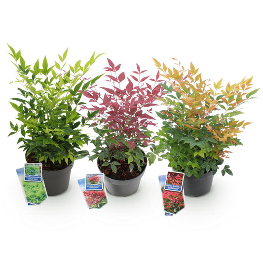 GreenboutiQ - Gartenpflanze - Nandina Tricolour - Gelb & Rot & Orange - 3 Pflanzen - Immergrün - Wenig Pflege - Topf 17cm Höhe 45cm 