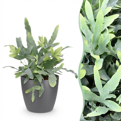 Green boutiQ - Zimmerpflanze - Phlebodium aureum Blue Star - Blaue Farn - Haustierfreundliche Pflanze - Blau - 1 Pflanze - mit Potter Grau - Topf 12cm - Höhe 25cm 