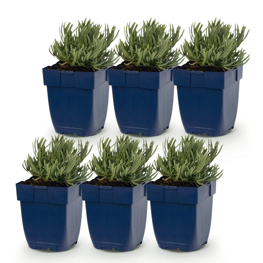 Lavendel 'Dwarf Blue' – Lavandula angustifolia 'Dwarf Blue' – Topf Ø11cm – Ansicht 2