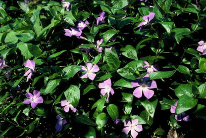 Großes Immergrün Vinca major – ↕10-25cm – Ø9cm – Immergrüner Bodendecker mit violett – blauen Blüten – Ansicht 13
