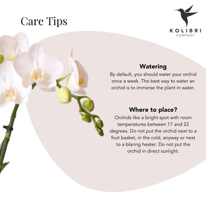 Weiße Phalaenopsis-Orchidee 'Lausanne' – Zimmerpflanze mit 2–3 Blütenstielen – Ø9cm – inkl. schwarzer Bubble-Keramiktopf – Edle Orchidee für Wohnzimmer, Büro & Geschenke 