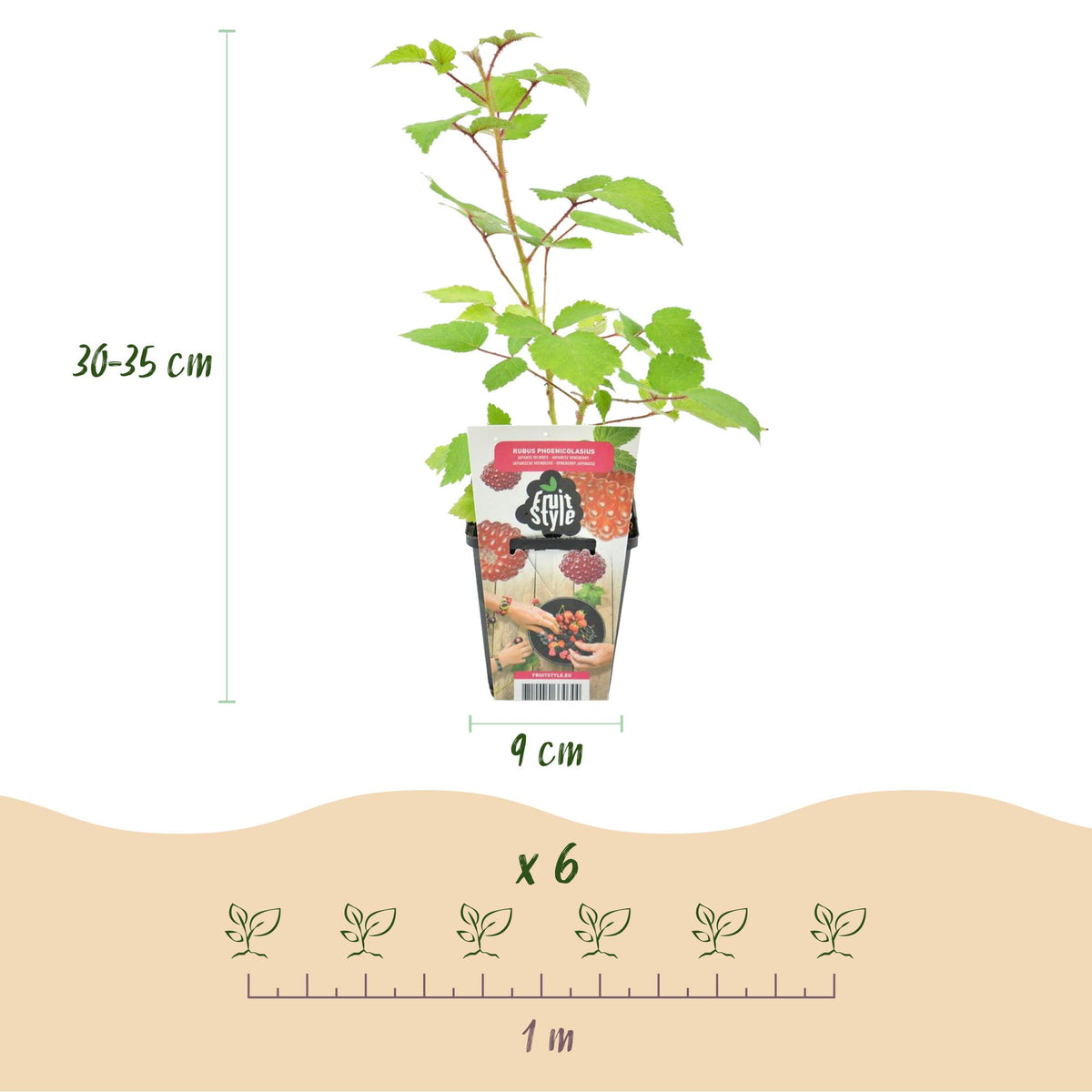 Japanische Weinbeere Rubus phoenicolasius winterhart 3 Pflanzen Ø9cm Höhe30cm – Rote Beeren – Exotische Obstpflanze für Garten & Balkon 