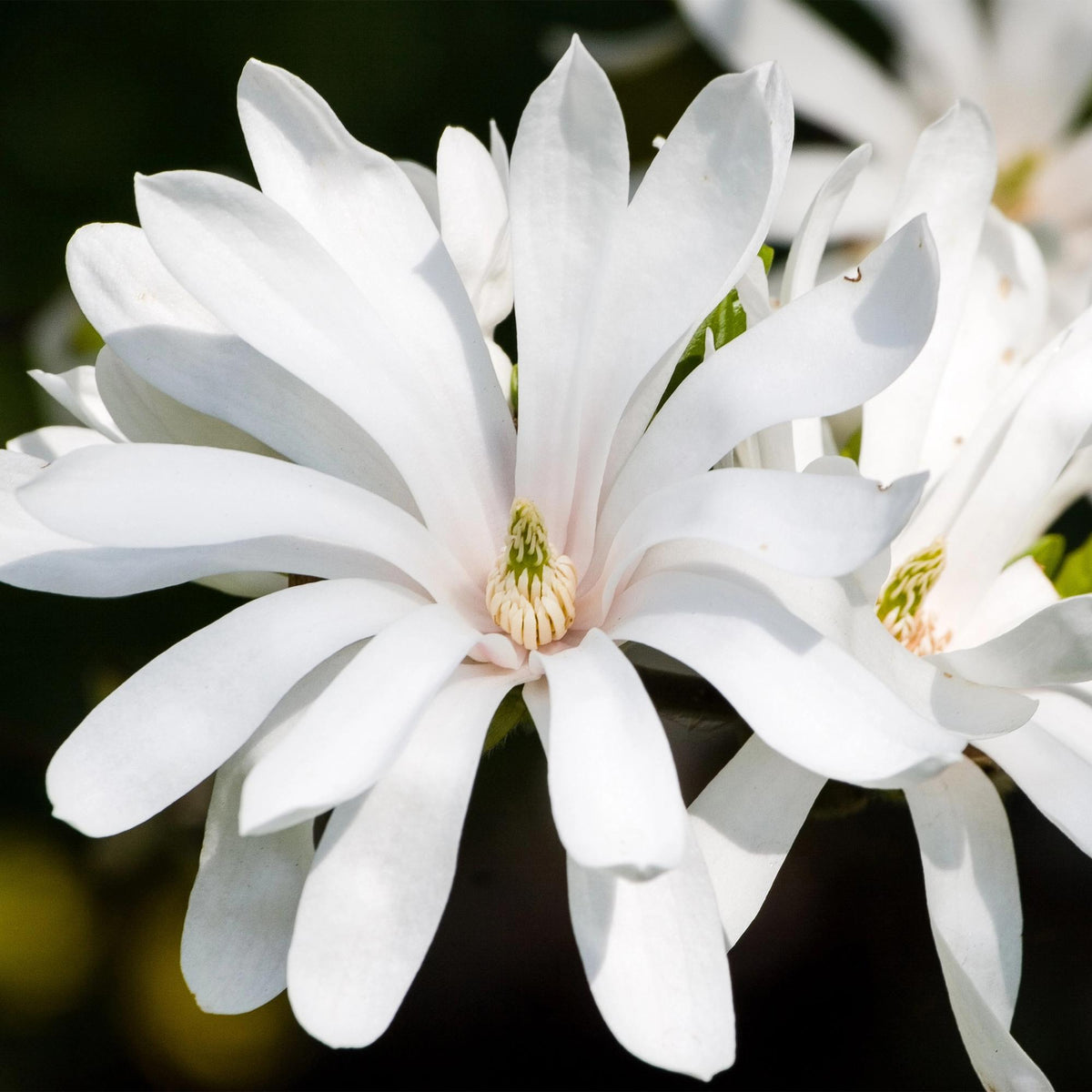 GreenboutiQ - Stamm Pflanze - Magnolia stellata - Terrassenpflanze - Laubabwerfend - Winterhart - Weiße Blüte - Topf 19cm Höhe 90cm 