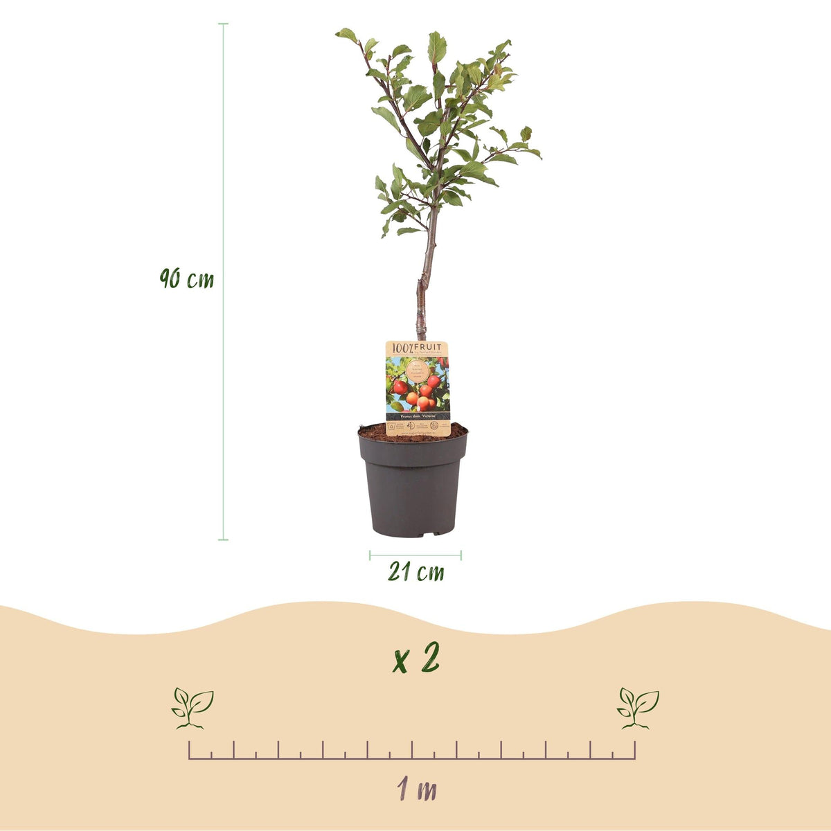 Pflaumenbaum Prunus domestica Victoria – Obstpflanze – Rote Pflaumen – 21 cm – Höhe 90 cm – Einfache Pflege – Sommerliche Ernte 