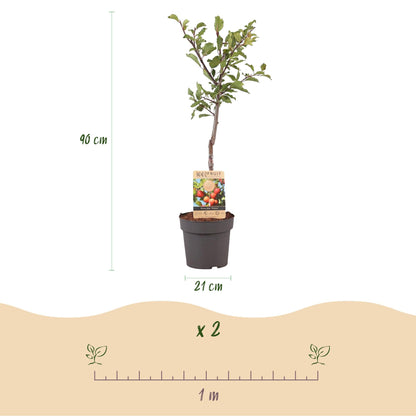 Pflaumenbaum Prunus domestica Victoria – Obstpflanze – Rote Pflaumen – 21 cm – Höhe 90 cm – Einfache Pflege – Sommerliche Ernte 