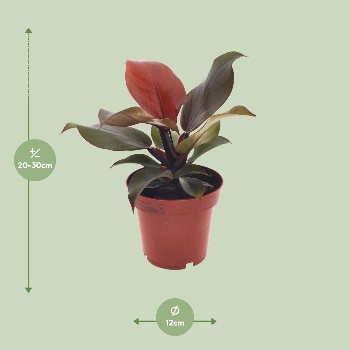 Philodendron Imperial Red – Ø12cm – ↕25cm – Tropische Zimmerpflanze – Luftreinigend & dekorativ – Pflegeleicht 