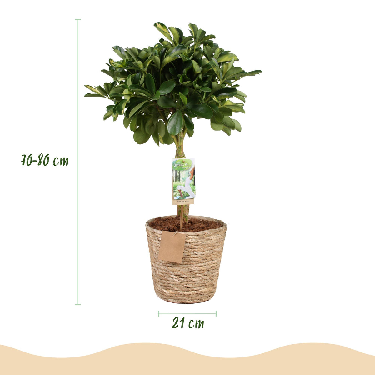 Green boutiQ - Zimmerpflanzen - Schefflera Gold Capelle - Fingerbaum - Wenig Pflege - mit Korb - Grün - Gold - 1 Pflanze - Topf 21cm - Höhe 70-81cm 