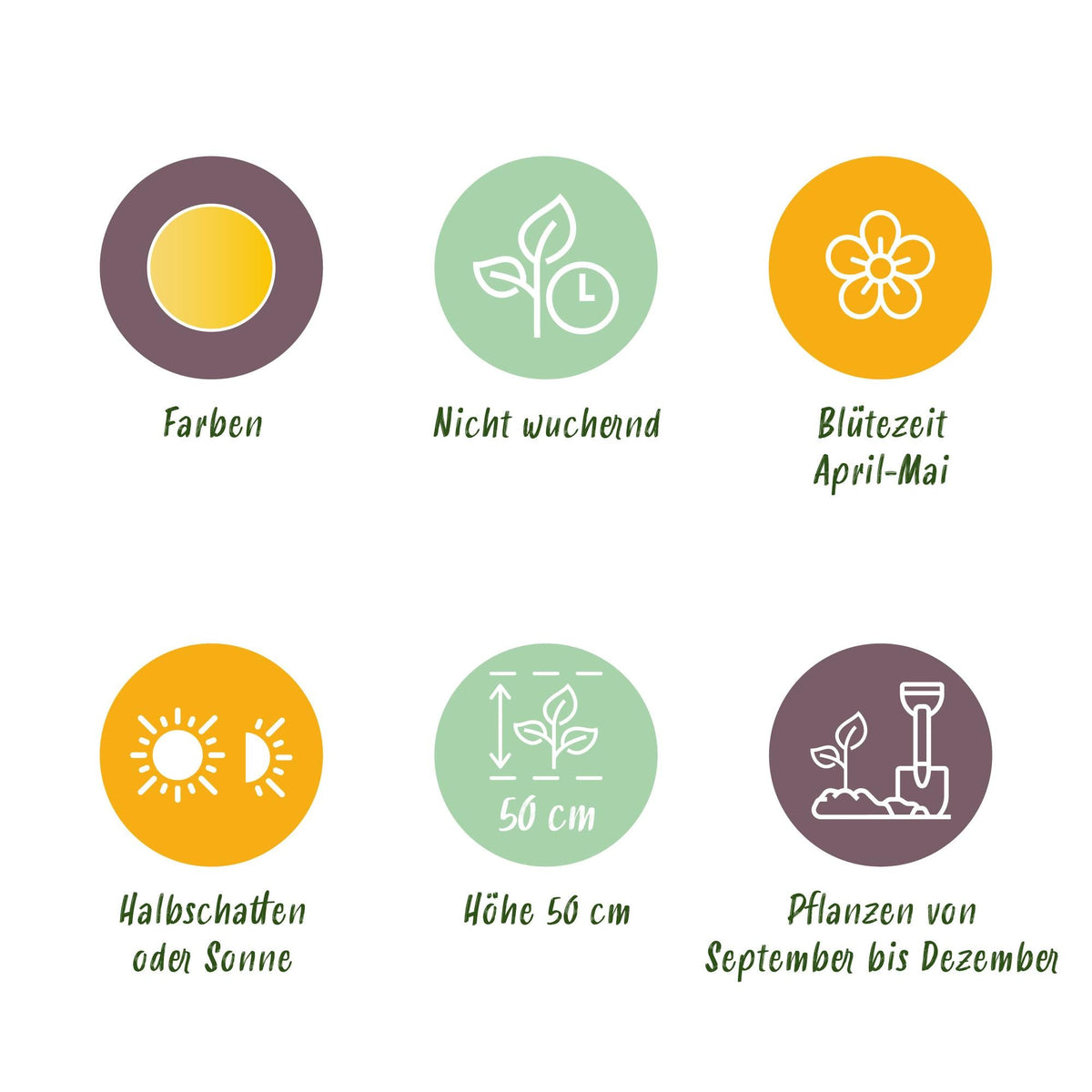 GreenboutiQ - Blumenzwiebeln - Tulp Vendeeglobe - Farbe Gelb - 12 Stück - Zwiebelgröße 11/12 - XXL Pack 