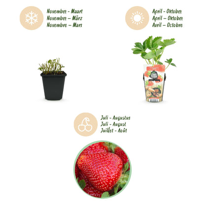 Erdbeere Fragaria Maxim winterhart Ø9cm Höhe30cm – Rote Erdbeere für Beet Balkon & Topf – Ansicht 14