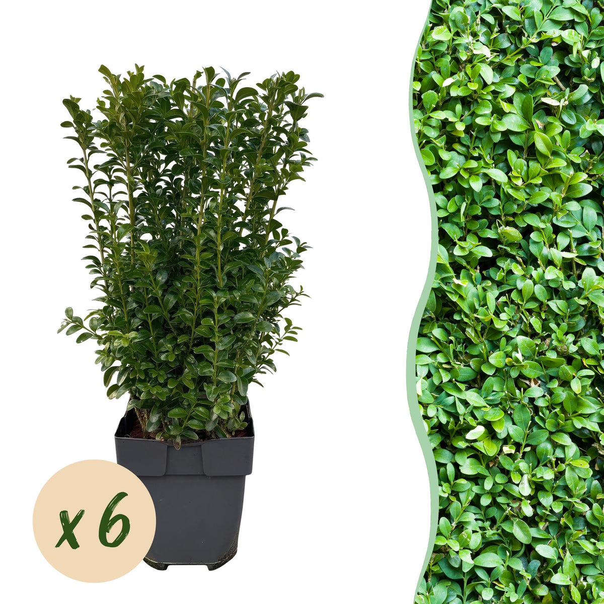 Gewöhnlicher Buchsbaum - Buxus sempervirens - Blatt grün - 6 Pflanzen - Heckenpflanze - 1 laufender Meter - immergrün - Topf 17cm Höhe 45cm 
