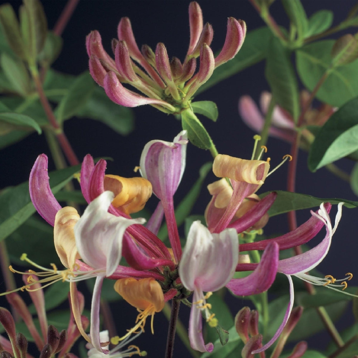 Kletterpflanze Lonicera Serotina – Rosa-Weiße Blüten – Spätsommerblüte – 2 Pflanzen – 11 cm x H40 cm – Winterhart & Pflegeleicht – Für Garten, Balkon & Pergola 