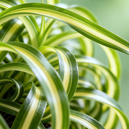 Green boutiQ - Zimmerpflanze - Chlorophytum comosum Bonnie - Lockige Graslilie - Haustierfreundliche Pflanze - Grün - 1 Pflanze - mit Potter Grau - Topf 12cm - Höhe 20cm 