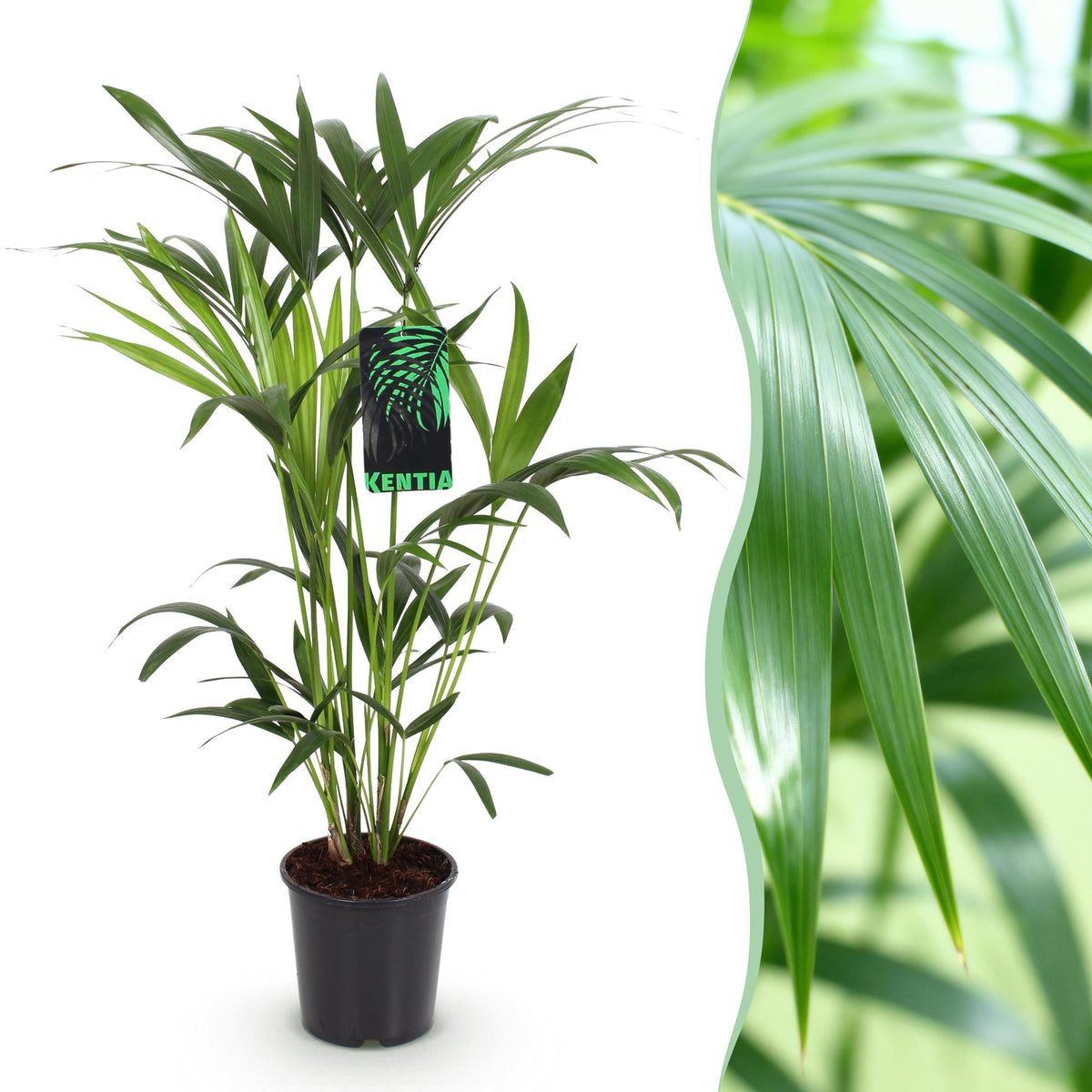 Howea Forsteriana – Kentia-Palme – 80–85cm – 19cm – Pflegeleichte Zimmerpalme mit eleganten Wedeln – Tropische, luftreinigende Grünpflanze für stilvolle Wohnräume 