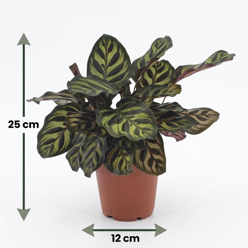 Pfauenpflanze – Calathea makoyana – Topf Ø12cm – Höhe 25cm – mit grauem Dekotopf – Dekorative Zimmerpflanze – Ansicht 5