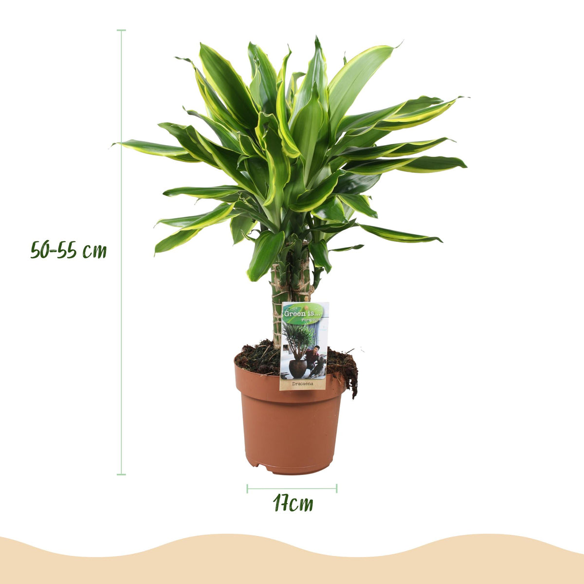 Green boutiQ - Zimmerpflanzen - Dracaena fragrans Golden Coast - Drachenblutbaum - Wenig Pflege - Bunt - 1 Pflanze - Topf 17cm - Höhe 50-55cm 
