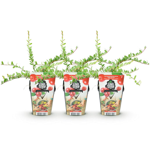 GreenboutiQ - Obstpflanzen - Blaubeere - Vaccinium macrophylla Early Black - Winterhart - 3 Pflanzen - Topf 9 cm - Dunkelrote Beere 