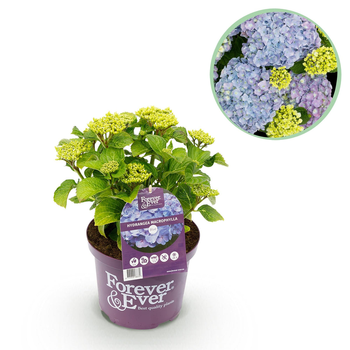 Hortensie Forever & Ever – Hydrangea macrophylla – Blau – Balkonpflanze – 7–12 Blüten – Im 23 cm Topf – Ca. 55 cm hoch – Für Terrasse, Balkon & Beet – Langanhaltende Blüte – Pflegeleicht 