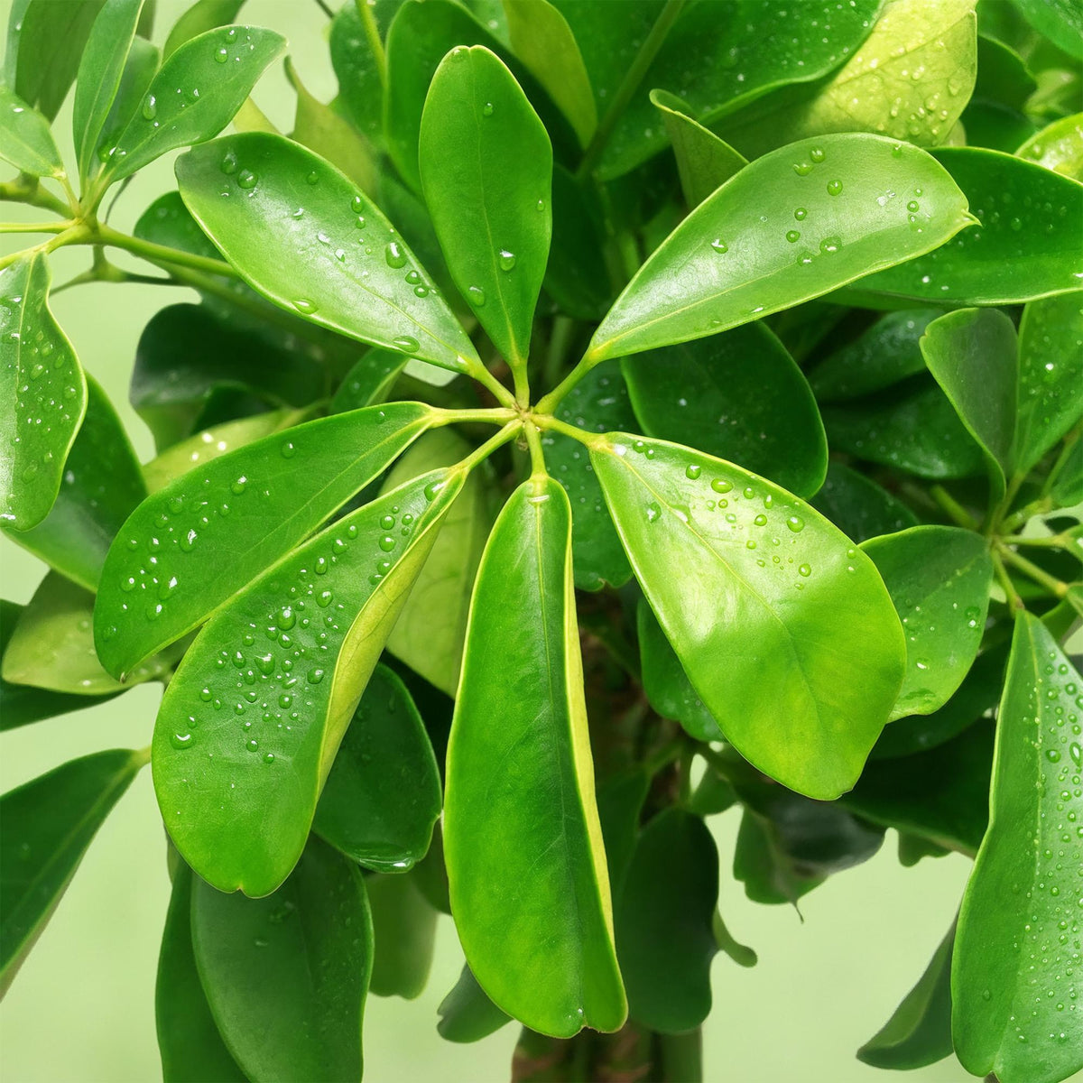 Green boutiQ - Zimmerpflanzen - Schefflera Nora - Fingerbaum - Wenig Pflege - Grün - 1 Pflanze - Topf 21cm - Höhe 70-82cm 