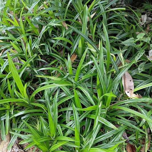 GreenboutiQ - Ziergräser - Carex morrowii Irish Green - Grün & Gelb - 1 Pflanze - Immergrün - Winterhart - Topf 17cm Höhe 50cm 