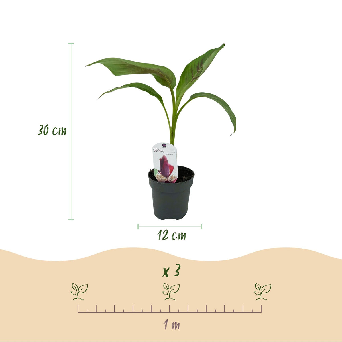 Bananenpflanze Musa sikkimensis Red Tiger – 2 Pflanzen – Tropische Gartenbanane – Ø12 cm, Höhe ca. 30 cm – Exotischer Blickfang für Beet, Balkon & Terrasse 