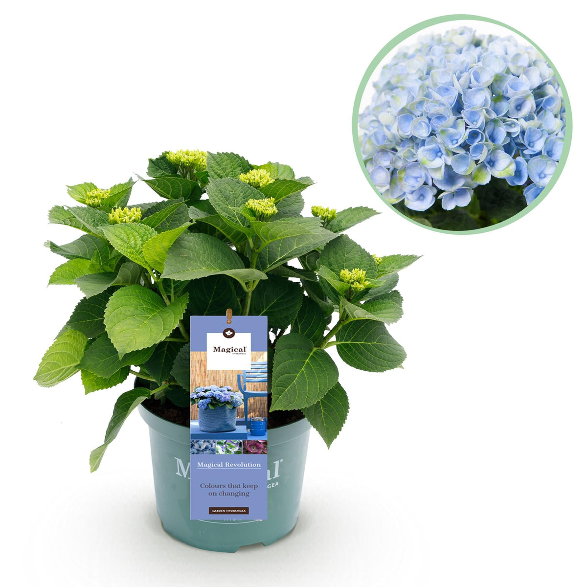 Hortensie Magical Revolution Blue – Blau – 2 Pflanzen – Hydrangea macrophylla – 23 cm – Ca. 55 cm hoch – 6–10 Blüten – Für Beet, Balkon & Terrasse – Pflegeleicht & winterhart 