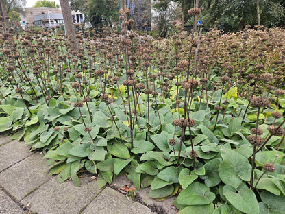 Russel-Brandkraut Phlomis russeliana – ↕10-25cm – Ø9cm – 6 Pflanzen – Winterhart & Bienenfreundlich – Sommerblüher für Beete & Garten 